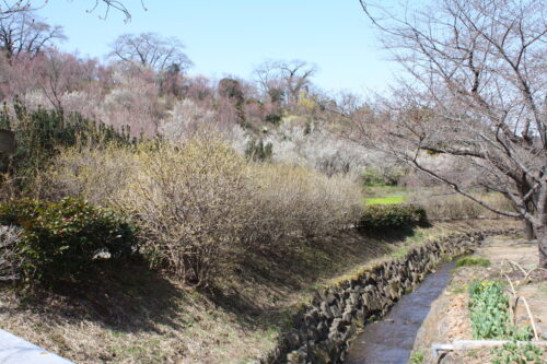 福島県福島市 花見山公園の情報 2022年3月30日 IMG_9115