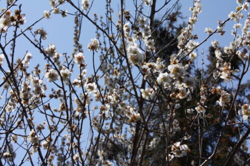 福島県福島市 花見山公園の情報 2022年3月30日 IMG_9123