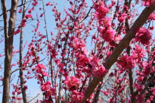 福島県福島市 花見山公園の情報 2022年3月30日 IMG_9125