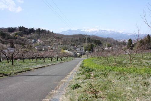 福島県福島市 花見山公園の情報 2022年3月30日 IMG_9135