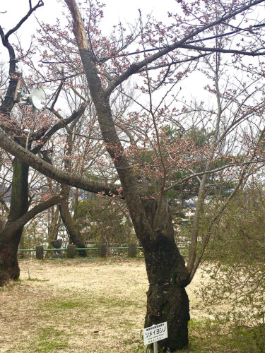 2022年4月5日信夫山の桜の標本木 IMG_3863
