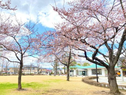 2022年4月5日新浜公園の桜 IMG_5666
