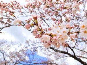2022年4月5日新浜公園の桜 IMG_5667