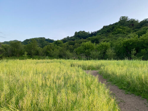 福島県福島市 花見山公園の情報 2022年5月25日 IMG_6382