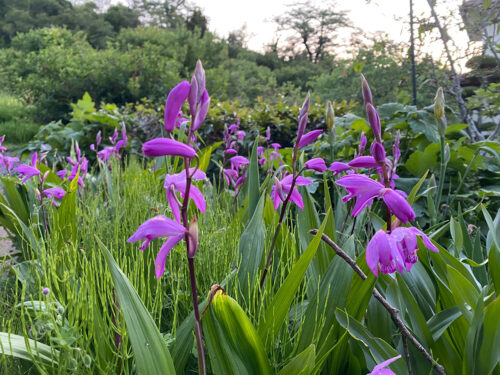 福島県福島市 花見山公園の情報 2022年5月25日 IMG_6384