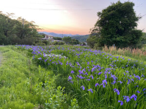 福島県福島市 花見山公園の情報 2022年5月25日 IMG_6387