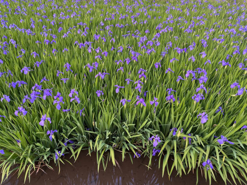 福島県福島市 花見山公園の情報 2022年5月25日 IMG_6390