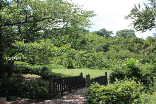 福島県福島市 花見山公園の情報 2022年7月4日 IMG_9316