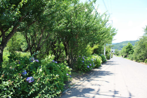 福島県福島市 花見山公園の情報 2022年7月4日 IMG_9317