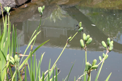 福島県福島市 花見山公園の情報 2022年7月4日 IMG_9326