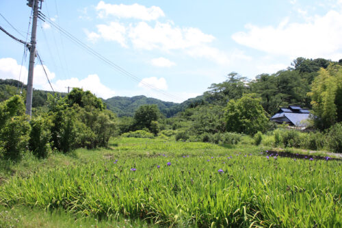 福島県福島市 花見山公園の情報 2022年7月4日 IMG_9334 菖蒲