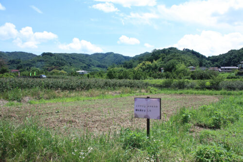 福島県福島市 花見山公園の情報 2022年7月4日 IMG_9337