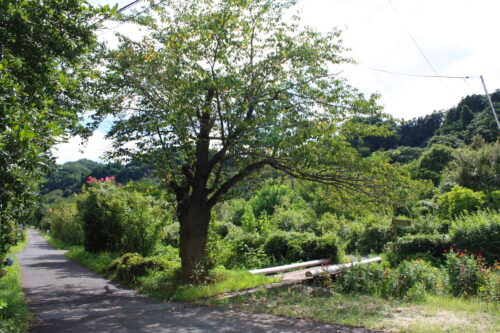 福島県福島市 花見山公園の情報 2022年8月28日 IMG_9486