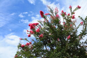 福島県福島市 花見山公園の情報 2022年8月28日 IMG_9487