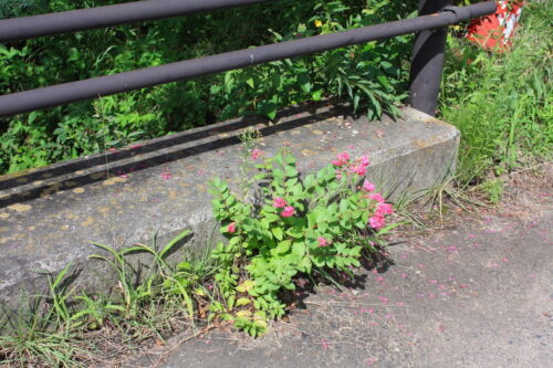 福島県福島市 花見山公園の情報 2022年8月28日 IMG_9488