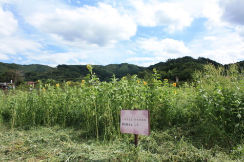 福島県福島市 花見山公園の情報 2022年8月28日 IMG_9492