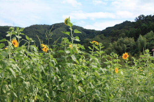 福島県福島市 花見山公園の情報 2022年8月28日 IMG_9493