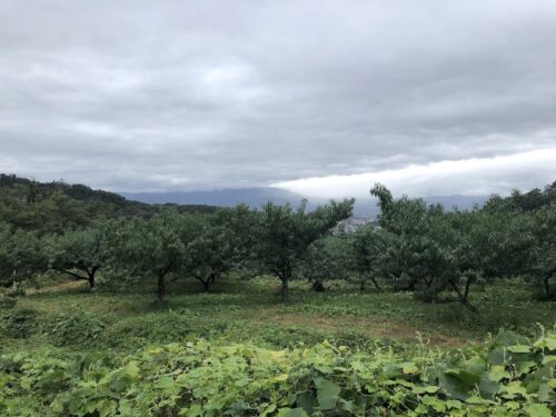 福島県福島市 花見山公園の情報 2022年10月5日 IMG_5459