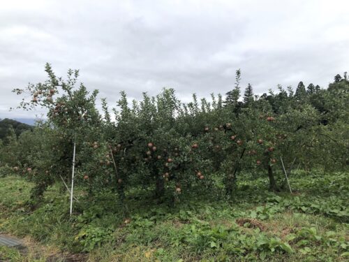 福島県福島市 花見山公園の情報 2022年10月5日 IMG_5460