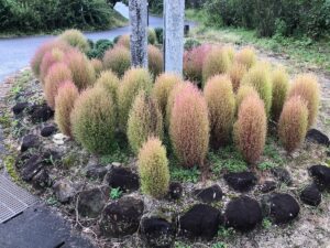 福島県福島市 花見山公園の情報 2022年10月5日 IMG_5461