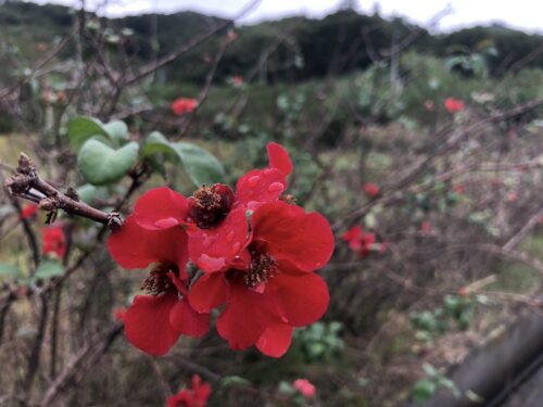 福島県福島市 花見山公園の情報 2022年10月5日 IMG_5462