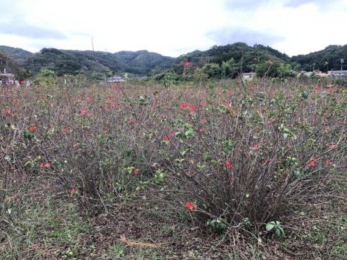 福島県福島市 花見山公園の情報 2022年10月5日 IMG_5463