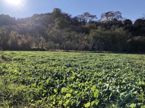 福島県福島市 花見山公園の情報 2022年11月7日 IMG_6318