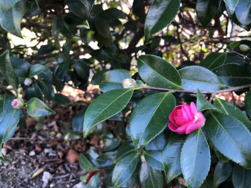 福島県福島市 花見山公園の情報 2022年11月7日 IMG_6321