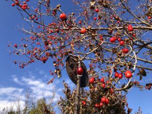 福島県福島市 花見山公園の情報 2022年11月7日 IMG_6322