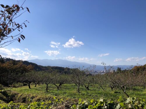 福島県福島市 花見山公園の情報 2022年11月7日 IMG_6324