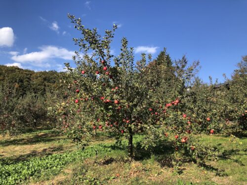 福島県福島市 花見山公園の情報 2022年11月7日 IMG_6327