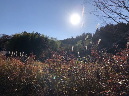 福島県福島市 花見山公園の情報 2022年11月7日IMG_6329