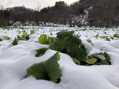 福島県福島市 花見山公園の情報 2022年12月19日 IMG_7308