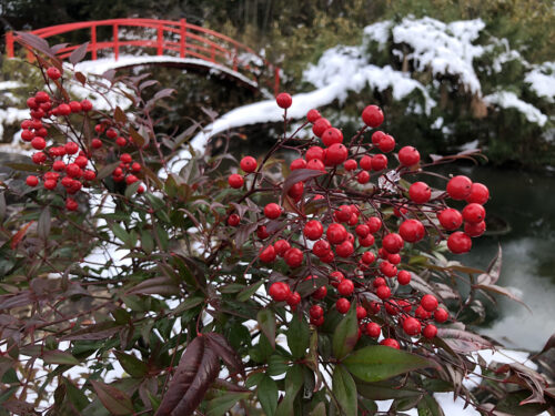 福島県福島市 花見山公園の情報 2022年12月19日 IMG_7311