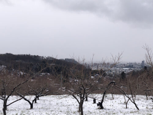 福島県福島市 花見山公園の情報 2022年12月19日 IMG_7313