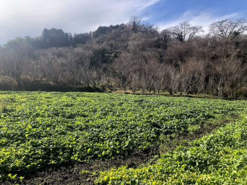 福島県福島市 花見山公園の情報 2022年12月13日 IMG_7159