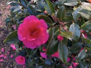 福島県福島市 花見山公園の情報 2022年12月13日 IMG_7162