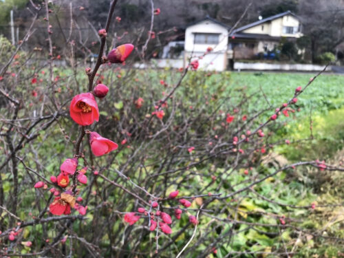 福島県福島市 花見山公園の情報 2022年12月13日 IMG_7167