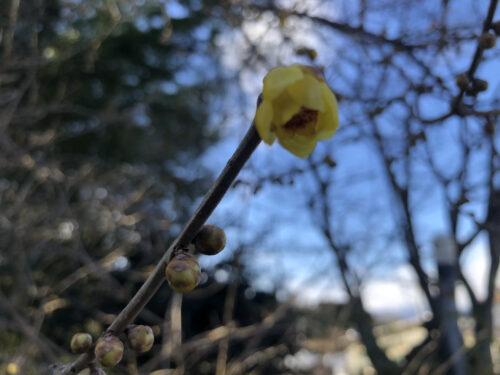 福島県福島市 花見山公園の情報 2023年1月6日 IMG_7798