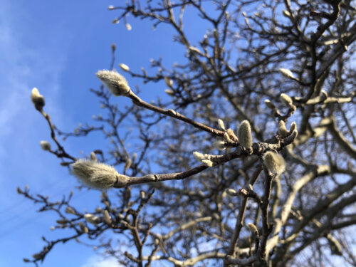 福島県福島市 花見山公園の情報 2023年1月6日 IMG_7800