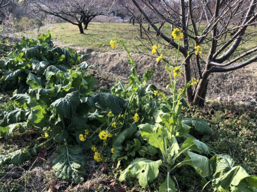 福島県福島市 花見山公園の情報 2023年1月6日 IMG_7803