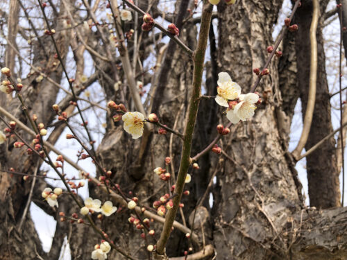 福島県福島市 花見山公園の情報 2023年2月24日 IMG_0045