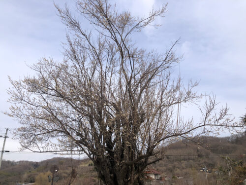 福島県福島市 花見山公園の情報 2023年2月24日 IMG_0046