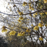 福島県福島市 花見山公園の情報 2023年2月24日 IMG_0053