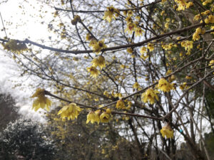 福島県福島市 花見山公園の情報 2023年2月24日 IMG_0053