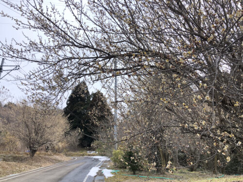 福島県福島市 花見山公園の情報 2023年2月24日 IMG_0059