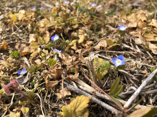 福島県福島市 花見山公園の情報 2023年2月24日 IMG_0062