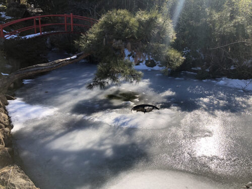 福島県福島市 花見山公園の情報 2023年2月6日 IMG_8878s