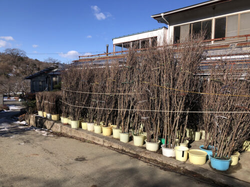 福島県福島市 花見山公園の情報 2023年2月6日 IMG_8879s