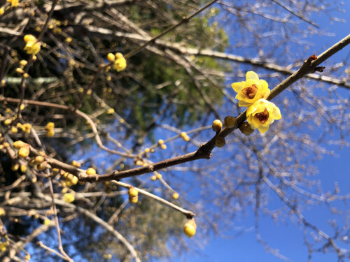 福島県福島市 花見山公園の情報 2023年2月6日 IMG_8880s